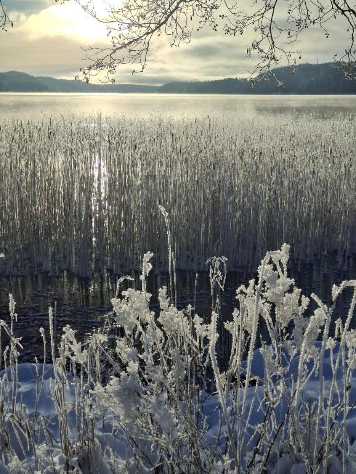 Frostig vass vid sjön i Norsesund